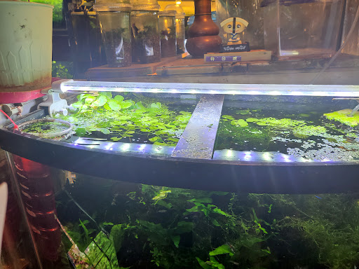 Tropical Fish Store «Ocean Aquarium», reviews and photos, 120 Cedar St, San Francisco, CA 94109, USA