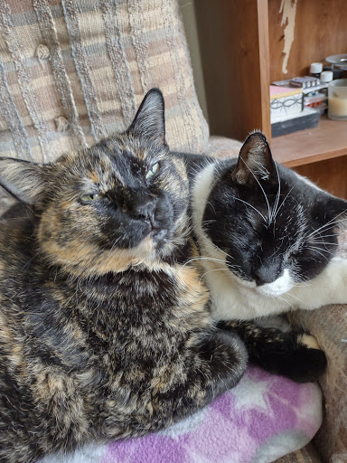 Pet Supply Store «Petco Animal Supplies», reviews and photos, 2823 County Home Rd, Goshen, IN 46526, USA