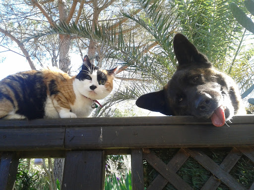 Vet-ter Veterinari en Manlleu