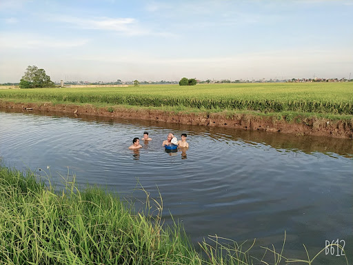 Cánh đồng Vũ An