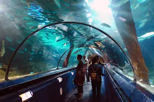 Mas Aquarium Systems image