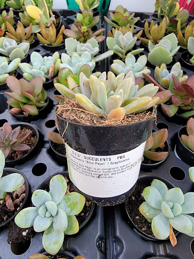 Shopping Mall «Eastgate Shopping Center», reviews and photos, 5048 Park Ave, Memphis, TN 38117, USA