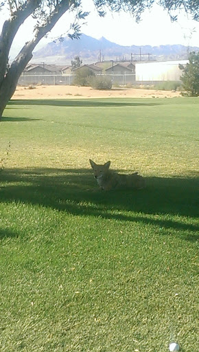 Golf Club «Black Mountain Golf & Country Club», reviews and photos, 500 Greenway Rd, Henderson, NV 89015, USA