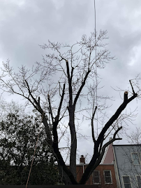 Gomez Tree Service - Photo 4 - Car repair in Charlotte, NC, Charlotte