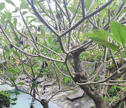 Mangosteen photo