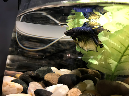 Pet Supply Store «Petco Animal Supplies», reviews and photos, 4913 Main St, Spring Hill, TN 37174, USA