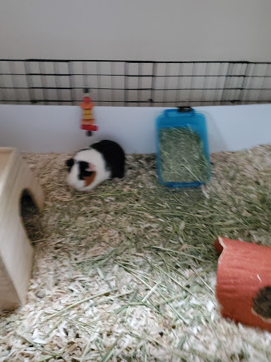 Pet Supply Store «PetSmart», reviews and photos, 2101 Elmwood Ave, Buffalo, NY 14207, USA