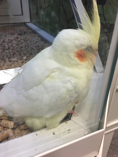 Pet Supply Store «PetSmart», reviews and photos, 1115 Vidina Pl, Oviedo, FL 32765, USA