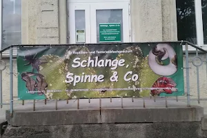 Schlange, Spinne & Co image