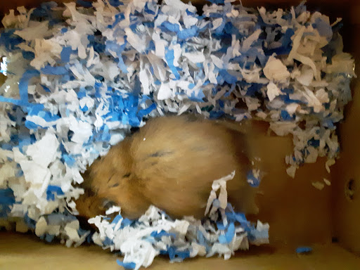 Pet Supply Store «PetSmart», reviews and photos, 208 Mariner Way, Biddeford, ME 04005, USA