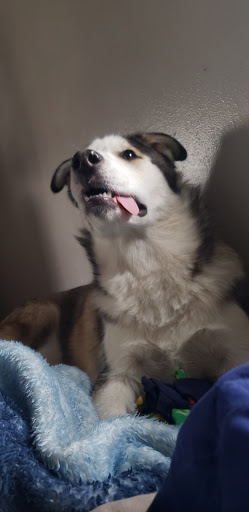 Pet Supply Store «Pet Supplies Plus», reviews and photos, 345 Willow Bend, Crystal, MN 55428, USA