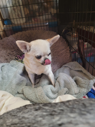 Pet Stop and Groom Shop