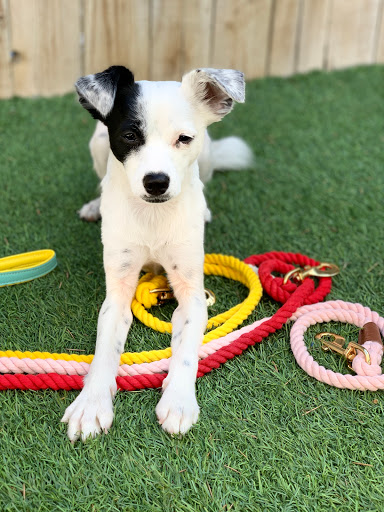 Kennel «K9 Loft», reviews and photos, 495 S Arroyo Pkwy, Pasadena, CA 91105, USA