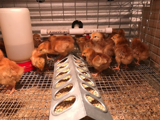 Hardware Store «Buchheit of House Springs», reviews and photos, 4550 Gravois Rd, House Springs, MO 63051, USA