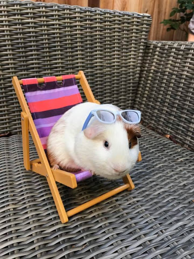 Pet Supply Store «Village Pet Shop», reviews and photos, 3008 Pacific Ave, Livermore, CA 94550, USA