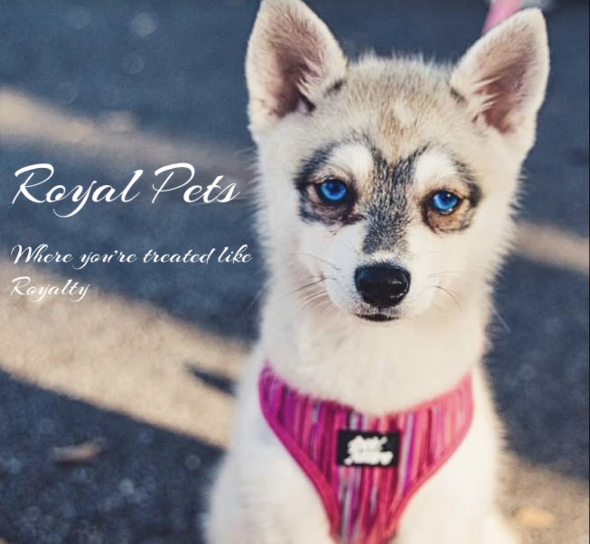 Royal Pets Market, Resort, Veterinary Center