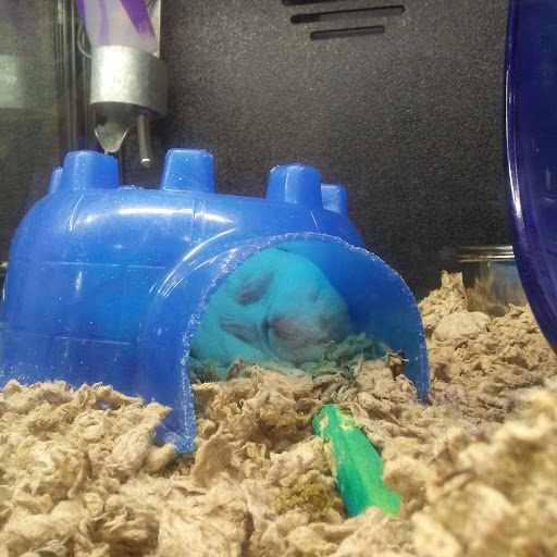 Craft Store «Michaels», reviews and photos, 305 Town Center Loop, Waynesville, NC 28786, USA