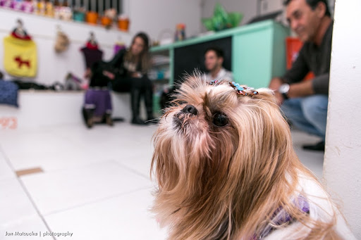 Fofopet Clínica Veterinária em São Paulo - SP