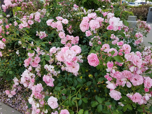 Shopping Mall «Grand Ridge Plaza», reviews and photos, 1451 Highlands Dr NE, Issaquah, WA 98029, USA