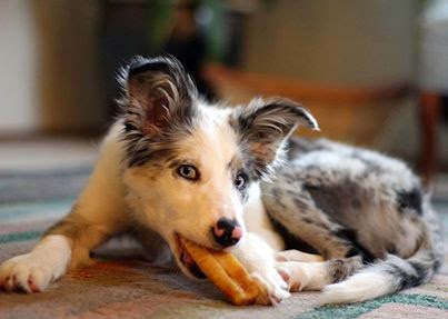 Pet Supply Store «Himalayan Dog Chew», reviews and photos, 4480 Chennault Beach Rd, Mukilteo, WA 98275, USA