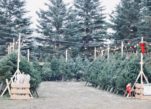 Christmas tree farm Ottawa