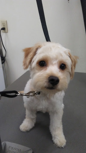 Pet Supply Store «Petco Animal Supplies», reviews and photos, 210 Nut Tree Pkwy, Vacaville, CA 95687, USA