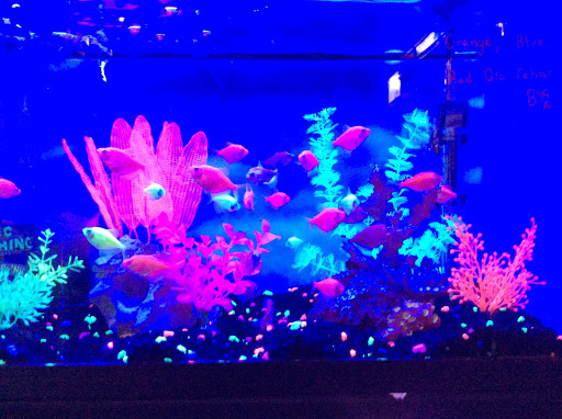 Pet Store «Tropical Pets», reviews and photos, 308 E 204th St, Bronx, NY 10467, USA