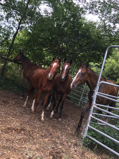 Becky's Hope Horse Rescue