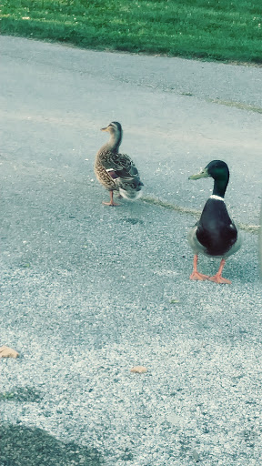 Park «Garfield Park», reviews and photos, 2505 Conservatory Dr, Indianapolis, IN 46203, USA