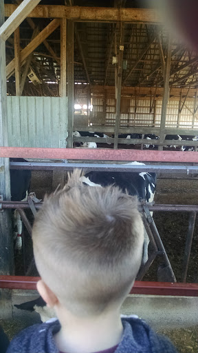 Dairy Farm «Cows-N-Corn», reviews and photos, 5225 Catlett Rd, Midland, VA 22728, USA