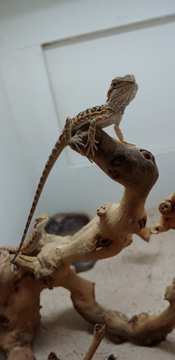 Pet Store «Pets Plus-Reptiles & Exotic», reviews and photos, 421 West Ave, Lockport, NY 14094, USA