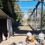 Photo n°12 de l'avis de Stefano.o fait le 23/04/2023 à 15:31 sur le  𝗥𝗼𝘀'𝗲 𝗠𝗮𝗿𝗶 𝗙𝗮𝗿𝗺 & 𝗚𝗿𝗲𝗲𝗻𝗵𝗼𝘂𝘀𝗲 𝗥𝗶𝘀𝘁𝗼𝗿𝗮𝗻𝘁𝗲 à Oristano