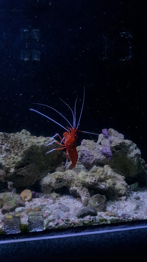 Aquarium «Sea Oddities», reviews and photos, 128 Broad St, Kingsport, TN 37660, USA
