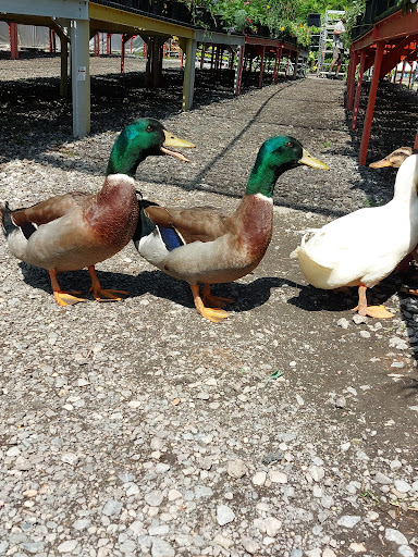 Florist «Hillside Nursery», reviews and photos, 570 E Baltimore Ave, Clifton Heights, PA 19018, USA