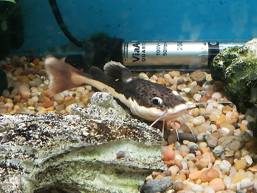 Aquarium «Tropical Treasures», reviews and photos, 3502 W Greenway Rd Suite 7, Phoenix, AZ 85053, USA