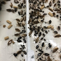 Friendly Pest Control