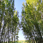 Photo n°3 de l'avis de Nicola.a fait le 01/06/2020 à 09:18 sur le  Chiosco Ristò La Rocca - Parco Fluviale di Marano 🌹🦋🌳 à Marano sul Panaro