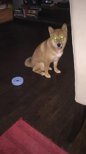 Pet Supply Store «Petco Animal Supplies», reviews and photos, 12014 SW 88th St, Miami, FL 33186, USA