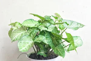 Pecinta Tanaman - Plant Enthusiast image