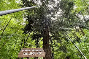 Cis "Bolko" pomnik przyrody image
