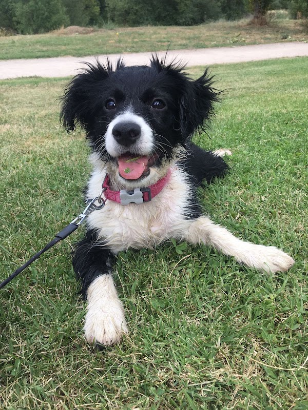 Imagen de Clínica Veterinaria Gavilanes (2 de 8)