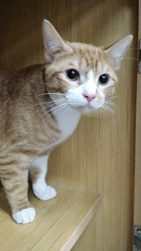 Pet Supply Store «Petco Animal Supplies», reviews and photos, 1500 N Town E Blvd, Mesquite, TX 75150, USA