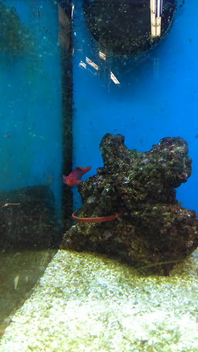 Pet Supply Store «Petco Animal Supplies», reviews and photos, 28400 Dequindre Rd, Warren, MI 48092, USA