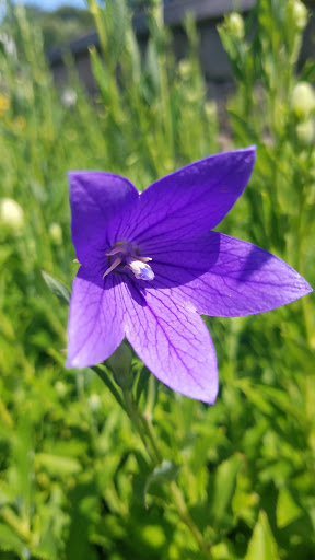 Park «Vogelei Park & Barn», reviews and photos, 650 W Higgins Rd, Hoffman Estates, IL 60169, USA