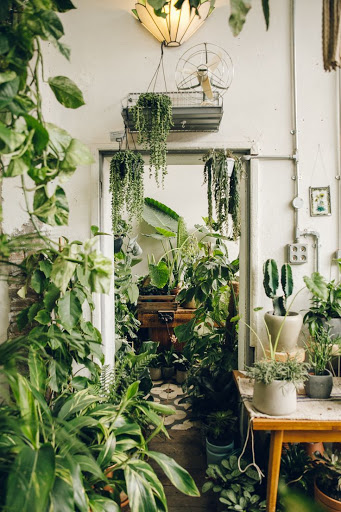 Indoor Plant Solutions