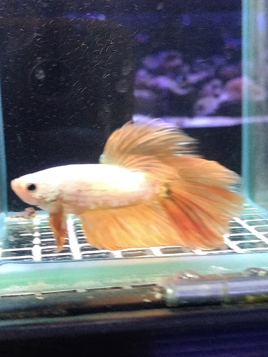 Aquarium «Old Orchard Aquarium», reviews and photos, 9235 Skokie Blvd, Skokie, IL 60077, USA