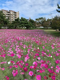 武庫川髭の渡しコスモス園