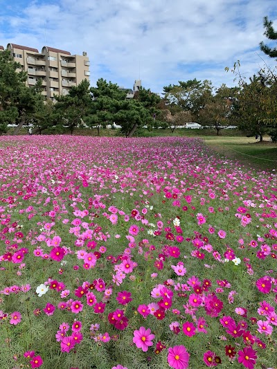 武庫川髭の渡しコスモス園