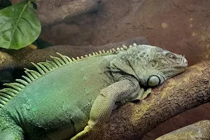 The Reptarium - Wichita's Reptile Zoo image