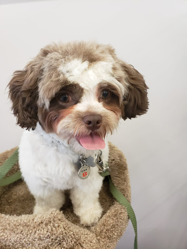 Pet Supply Store «Bow Wow and Meow Pet Supplies», reviews and photos, 1648 S 4th St, Allentown, PA 18103, USA